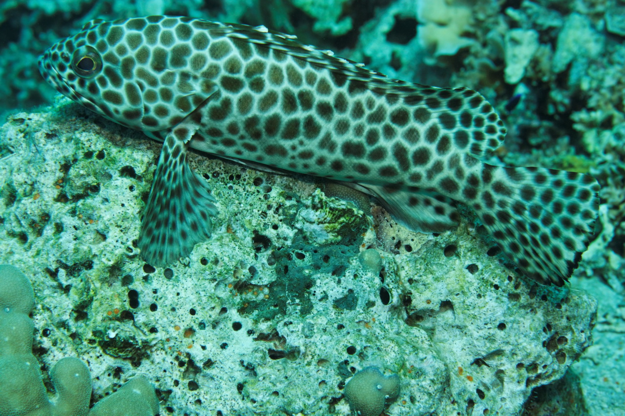 Epinephelus areolatus